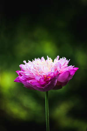 Closeup Beautiful pink lotus flower in pond.の写真素材