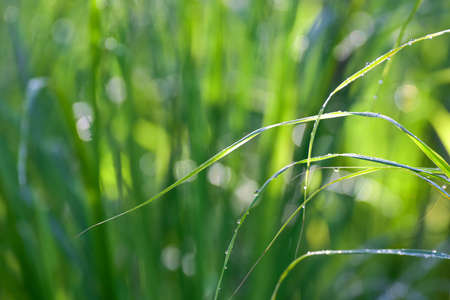 Lemongrass grown in the vegetable garden, herbs have medicinal properties.
