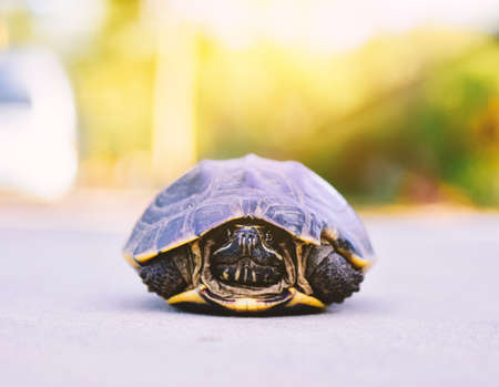 Baby turtle on the floor in nature
