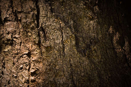 Tree bark in forest Nature backgroundの写真素材
