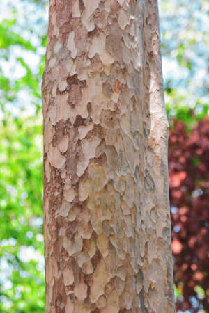 Tree bark in forest Nature backgroundの写真素材