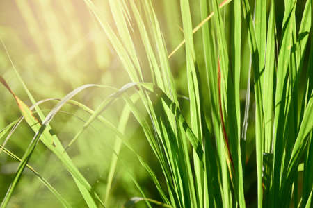 Lemongrass grown in the vegetable garden, herbs have medicinal properties.の写真素材