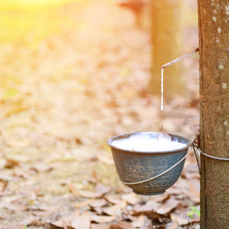Tapped Rubber Tree with Plastic Bowl in rubber plantation with sunlight.の写真素材