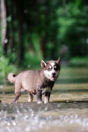 Cute Siberian husky dog puppy having fun and  running in the water with bokeh sunlight.の写真素材