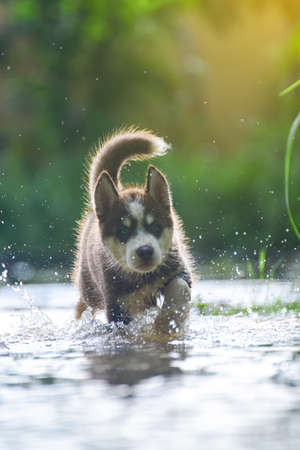 Cute Siberian husky dog puppy having fun and  running in the water with bokeh sunlight.の写真素材