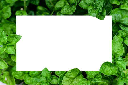 Fresh Watercress in Vegetable garden on  background.の写真素材