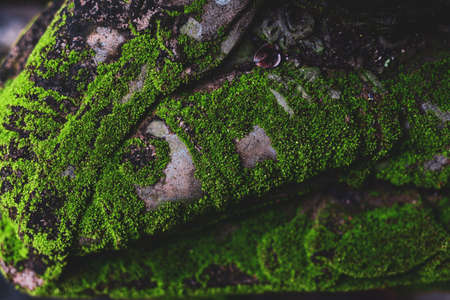 Beautiful green moss on the floor wallpaper background.の写真素材
