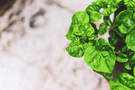 Fresh Watercress in Vegetable garden on  background.の写真素材