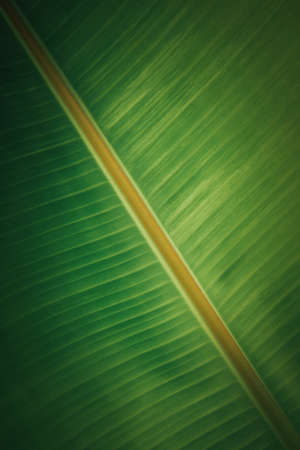 banana leaf texture banner background.の写真素材