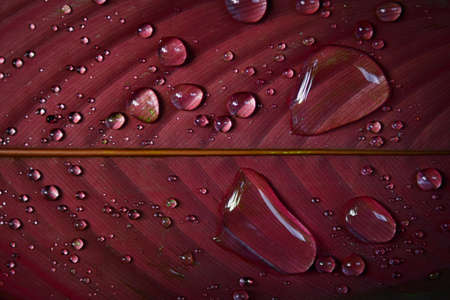 Beautiful Water droplets on leafの写真素材