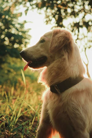 The  Golden retriever dog looking For Owner. happily in garden.の写真素材