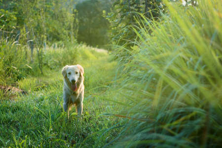The  Golden retriever dog looking For Owner. happily in garden.の写真素材