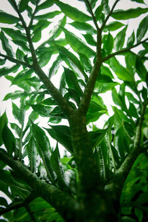 Green leaf (Konjac) pattern on surface background leaf in the forest.の写真素材