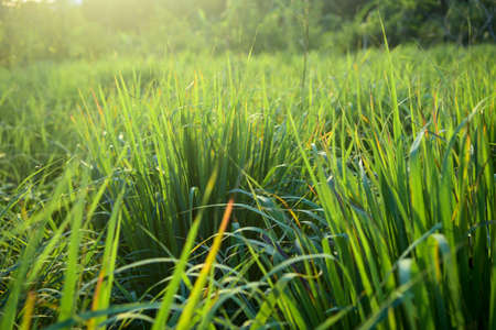 Lemongrass grown in the vegetable garden, herbs have medicinal properties.の写真素材