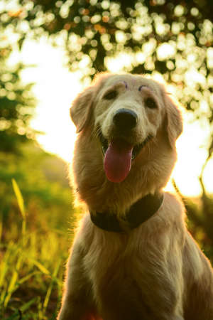 The  Golden retriever dog looking For Owner. happily in garden.の写真素材