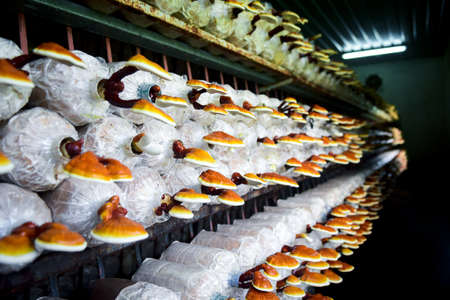 Lingzhi or Ganoderma mushroom on farm, for making medicine.の写真素材
