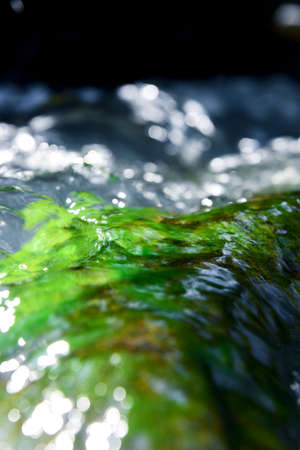 Close Up green moss Underwater Background.の写真素材