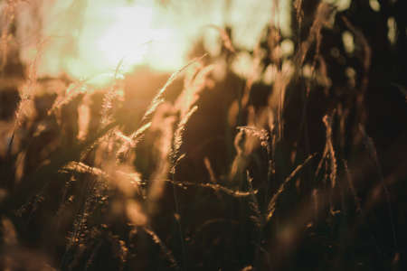 Beautiful flowers grass in nature background.の写真素材