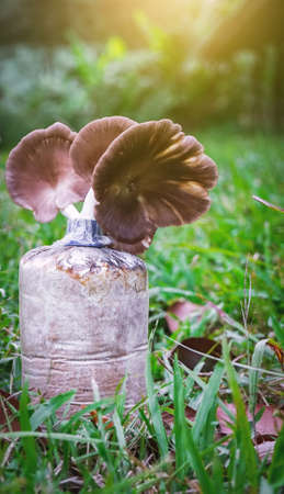 Hungary oyster or Hungarian Mushroom on farm in Thailand.の写真素材