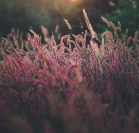 Beautiful Pink flowers grass in nature background.の写真素材
