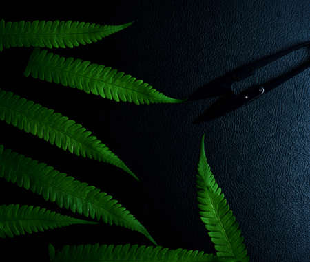 Green leaves fern tropical rainforest foliage plant  on black background.の写真素材