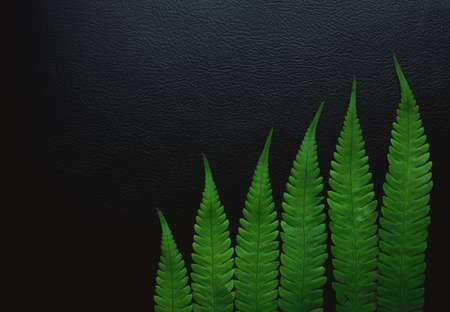 Green leaves fern tropical rainforest foliage plant  on black background.