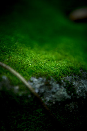 green moss on the floor backgroundの写真素材