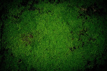 Beautiful green moss on the floor background with sunlight.selected focus