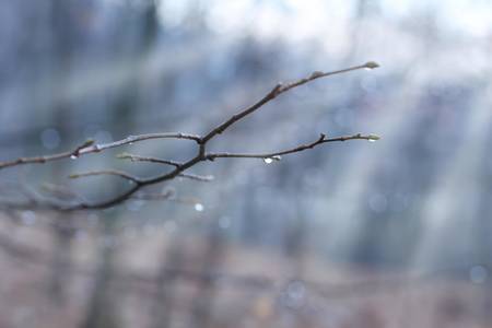 Beautiful scene in the winter woods with sun rays, copy spaceの写真素材