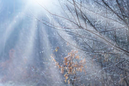 Beautiful scene in the winter woods with sun rays, copy spaceの写真素材