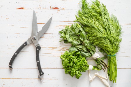 Selection of herbs on white wood backgroundの写真素材