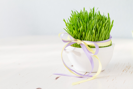 Fresh easter grass in white pot, white wood background, copy space