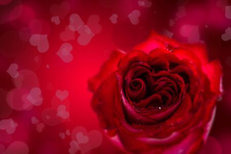 Red heart shaped rose with copy space for text. Valentines day copceptの写真素材
