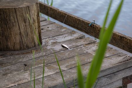 Small fish cought during fishing on pier, copy spaceの写真素材