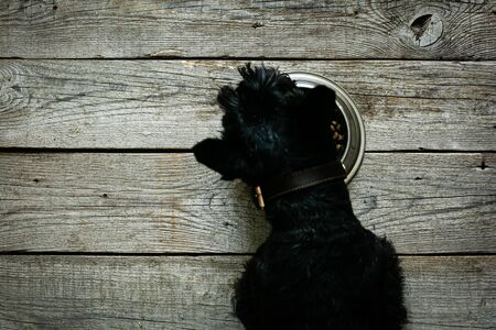 Dog food concept - dog eating dry food from bowl, top view