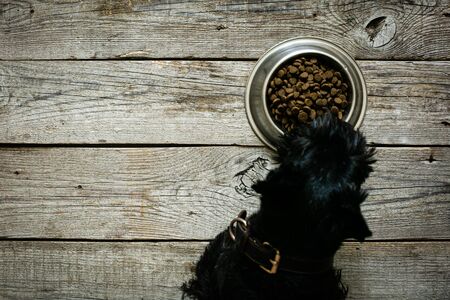 Dog food concept - dog eating dry food from bowl, top viewの写真素材