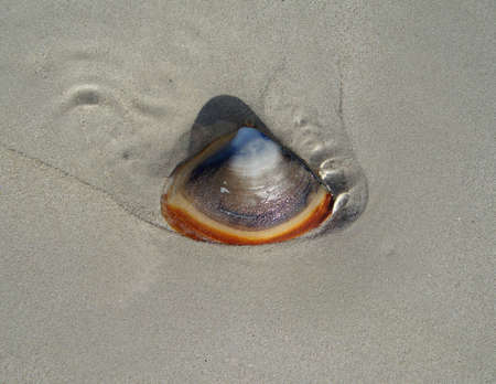 Brown toned shell on beach sand
