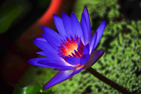 Purple lotusの写真素材