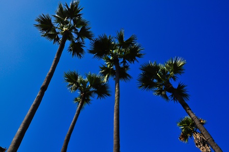 Sugar palm and blue skyの写真素材