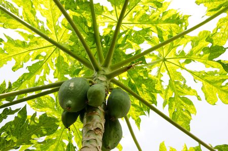 A Papaya tree loaded with fruit. This tree grows in tropical climates. The fruit can be eaten raw or used for dessert and milk shakes.の写真素材