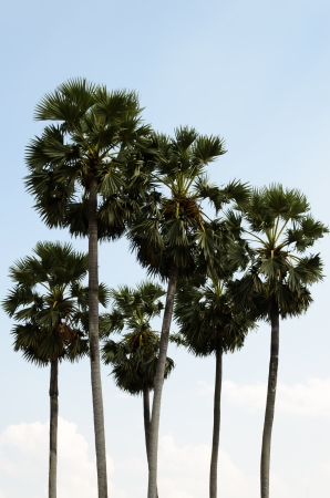 Borassus flabellifer, Asian Palmyra palm or Toddy palm or Sugar palm or Cambodian palmの写真素材