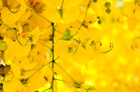 Flowers of Golden Shower Tree bloom in summerの写真素材