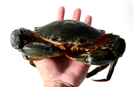 Blue sea crab on hand isolated on white backgroundの写真素材