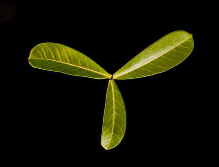green leaf isolated on the black backgroundの写真素材