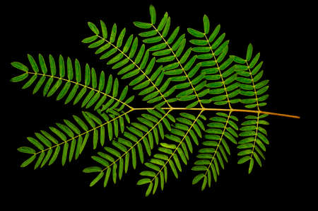 green leaf isolated on the black backgroundの写真素材