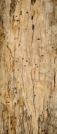 Old Wood Tree Texture Background Patternの写真素材