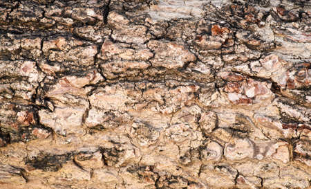 Old Wood Tree Texture Background Pattern
