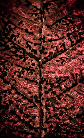 Close up of dry Leaveの写真素材