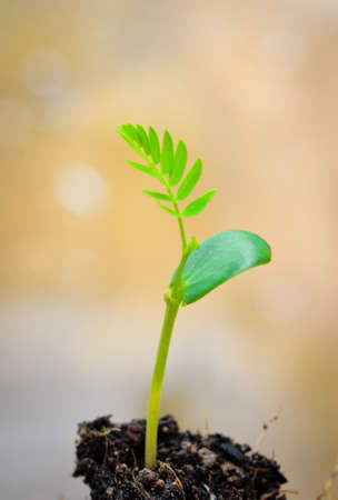 Green sprout growing from seedの写真素材
