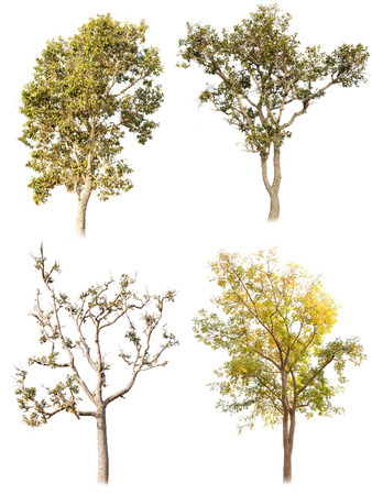 Tree isolated on white backgroundの写真素材